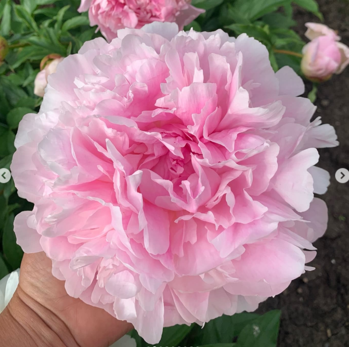 Пион травянистый Pink Diamond (Пинк Даймонд) Саджанці з